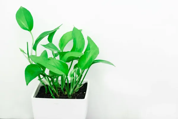 Planta de interior en maceta sobre superficie clara